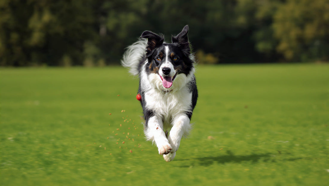 Border Collie courant joyeusement dans un champ verdoyant