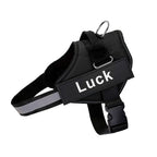 Harnais pour chien personnalisable