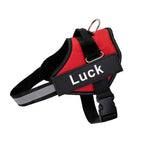 Harnais pour chien personnalisable