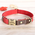 Collier chien personnalisé