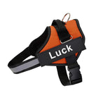 Harnais pour chien personnalisable