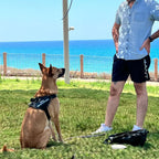 Harnais pour chien personnalisable